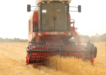 بإنتاج متوقع يبلغ 120 طنًّا.. بدء حصاد القمح بولاية أدم