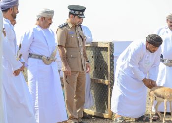 إطلاق 10 رؤوس من الغزال العربي في محمية السليل الطبيعية