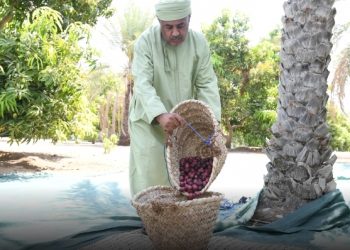 الحدائق والمزارع السُّلطانية تنجح في تبكير إنتاج صنف الخنيزي لموسم 2025