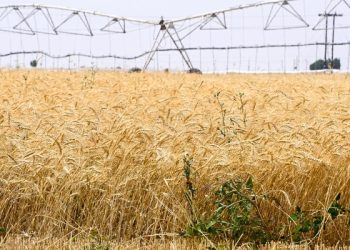 بالأرقام.. تعرف على كمية إنتاج القمح المتوقع بالبريمي لعام 2025