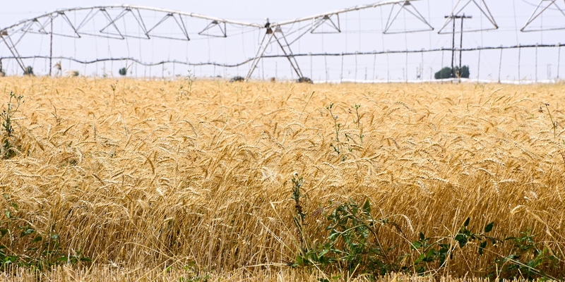 بالأرقام.. تعرف على كمية إنتاج القمح المتوقع بالبريمي لعام 2025