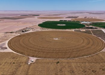 6 آلاف طن حجم الإنتاج المتوقع لمحصول القمح بـ “النجد الزراعية” بظفار لهذا الموسم