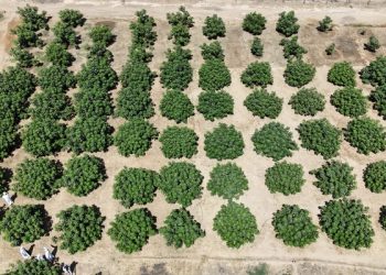 ولاية محضة تنجح في زراعة محصول التين بكميات تجارية