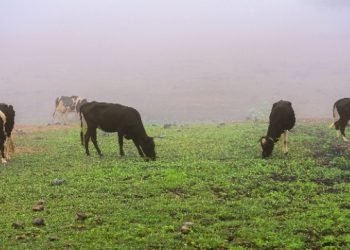 فلكيًّا ..غدًا بدء موسم خريف ظفار 2025