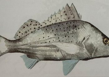 14 نوعا من الأسماك تصدر أصوات “نخير” في المياه العمانية