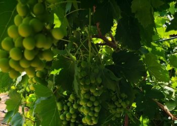 نجاح مشروع لزراعة العنب في قرية تنوف بولاية نزوى