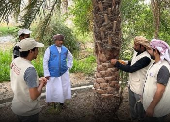 انخفاض معدلات الإصابة بسوسة النخيل الحمراء بمحافظة الظاهرة