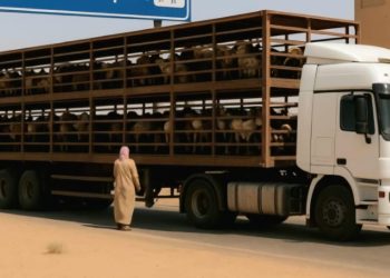 زراعية الظاهرة تستعرض آليات تصدير الحيوانات الحية إلى السعودية عبر منفذ الربع الخالي