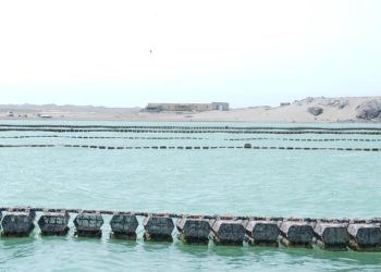 مشروع لاستزراع المحار يعزز تنويع مصادر الغذاء والاقتصاد بـ”مصيرة”
