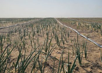 مشروعان استثماريان لزراعة البصل في ولاية ضنك لتعزيز الاكتفاء الذاتي والأمن الغذائي