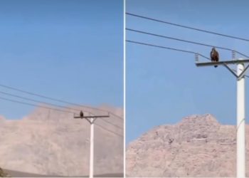 هيئة البيئة توضح حقيقة الطائر المتداول على مواقع التواصل