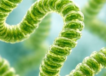 مشروع بحثي بجامعة السلطان قابوس يشكل إنجازاً علمياً بمجال الاستدامة البيئية