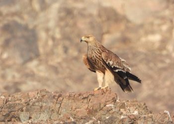 رصد ملك العقبان الشرقي في محمية واحة البريمي