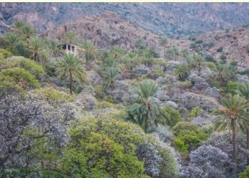 أكثر من 39 ألف زائرًا لقرية وكان بولاية نخل خلال عام 2025