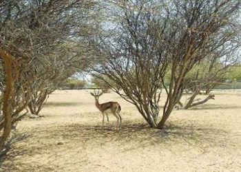 قرار بتنظيم إدارة حديقة السليل الطبيعية في الكامل والوافي