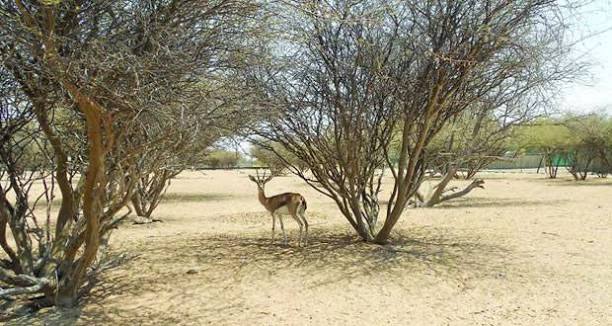 قرار بتنظيم إدارة حديقة السليل الطبيعية في الكامل والوافي