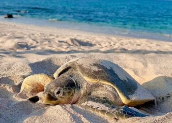 تنفيذ مشروع ميداني لدراسة السلاحف البحرية بولاية مصيرة