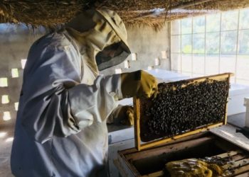 أكثر من 12 ألف كيلوجرام إجمالي إنتاج العسل المحلي بجنوب الباطنة