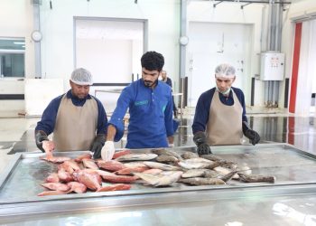 481 مليون ريال إجمالي قيمة الأسماك المُنزلة في سلطنة عُمان