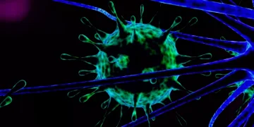 ثمار تحمي الجسم من الالتهابات المزمنة