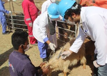 تقديم 562 ألف جرعة تحصين لحماية الثروة الحيوانية من الأوبئة بمحافظة الظاهرة