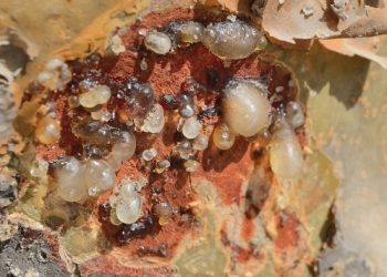 سلطنة عُمان تسجل اللبان العُماني دوليًّا كمؤشر جغرافي في المنظمة العالمية للملكية الفكرية “الويبو”