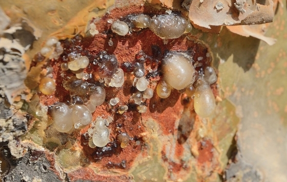 سلطنة عُمان تسجل اللبان العُماني دوليًّا كمؤشر جغرافي في المنظمة العالمية للملكية الفكرية “الويبو”