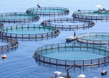 “استثمر في عُمان” تطرح حزمة فرص استثماريّة في قطاع الأمن الغذائي