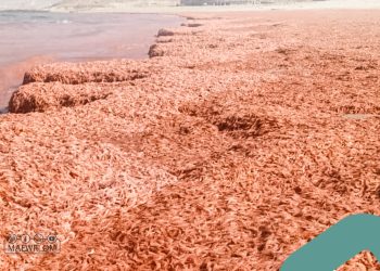 توضيح رسمي بشأن نفوق كميات من الربيان الصغير في شواطئ ظفار