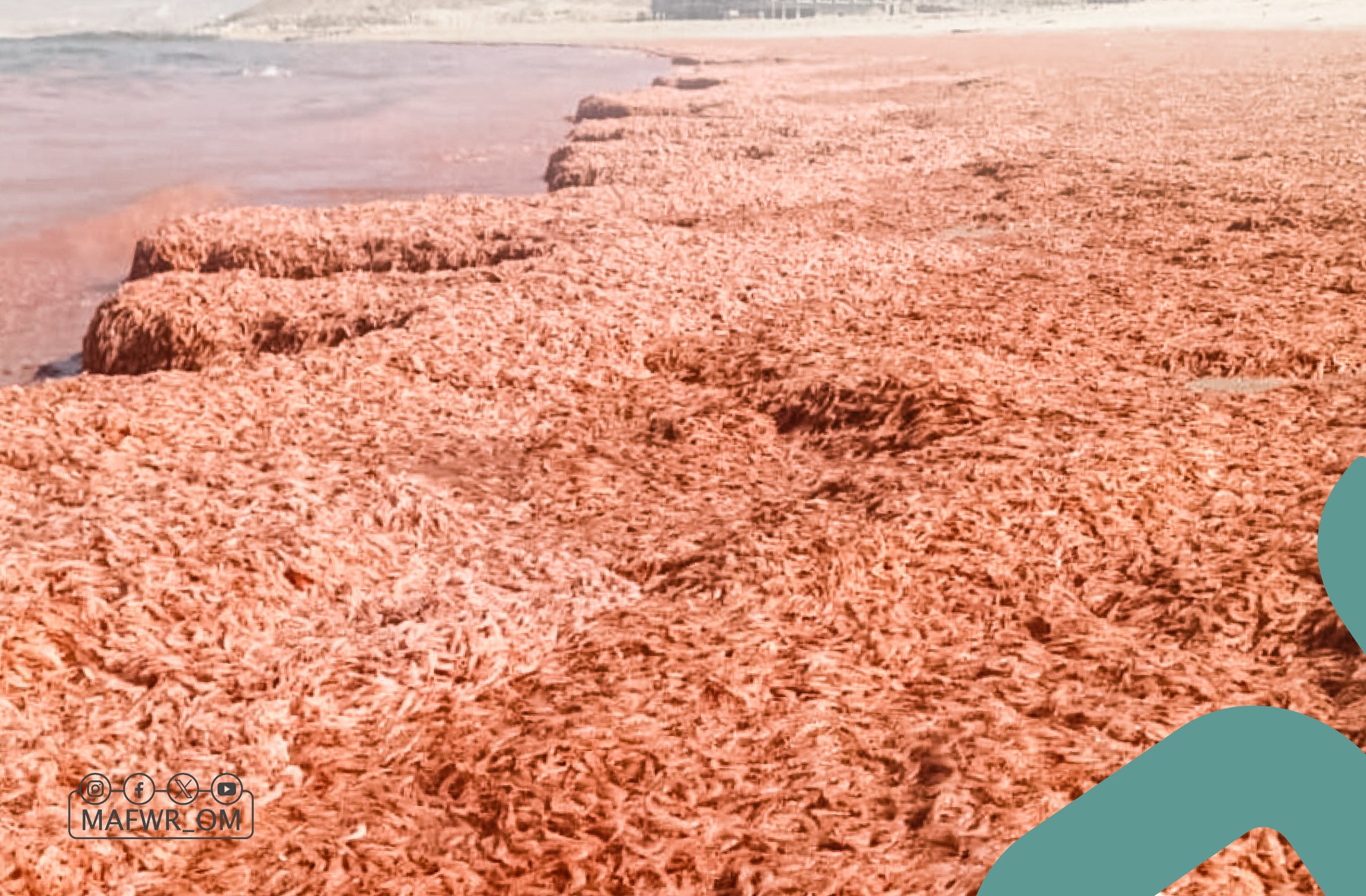 توضيح رسمي بشأن نفوق كميات من الربيان الصغير في شواطئ ظفار