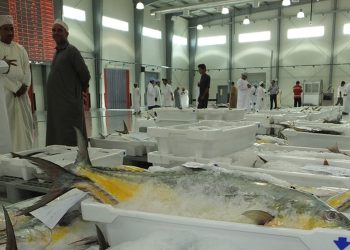 إجماليُّ قيمة الأسماك المنزّلة في سلطنة عُمان يتجاوز 570 مليون ريال عُماني