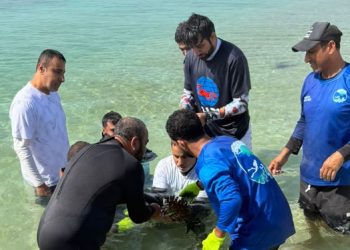 تدشين مشروع زراعة الشعاب المرجانية في محمية جزر الديمانيات الطبيعية