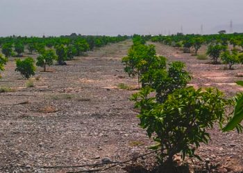 بهدف دعم الإنتاج المحلي.. مشروعٌ لإكثار إنتاج المانجو بجنوب الباطنة
