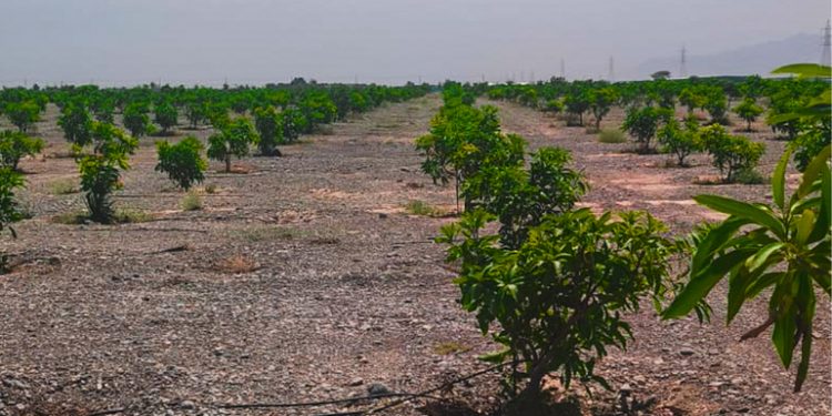 بهدف دعم الإنتاج المحلي.. مشروعٌ لإكثار إنتاج المانجو بجنوب الباطنة