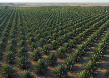 1.9 مليار ريال عُماني إجمالي الاستثمارات المنفذة بقطاعات الأمن الغذائي خلال الخطة الخمسية العاشرة