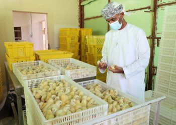 مشروع إنتاج الدواجن في عبري يفتح آفاقًا للاكتفاء الذاتي