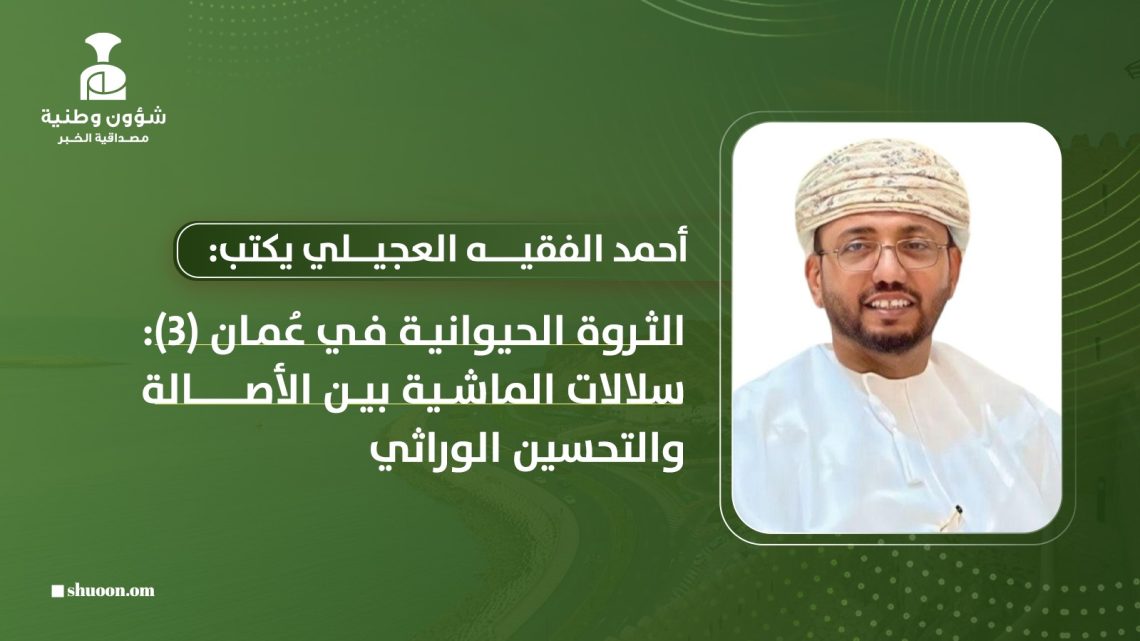 الثروة الحيوانية في عُمان (3): سلالات الماشية بين الأصالة والتحسين الوراثي