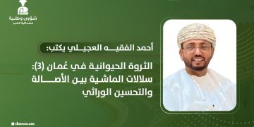 الثروة الحيوانية في عُمان (3): سلالات الماشية بين الأصالة والتحسين الوراثي
