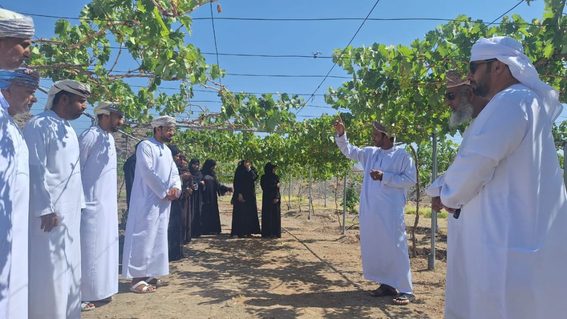 محافظة الظاهرة تفتح آفاقاً استثمارية لزراعة العنب بعد إنتاج 40 طناً
