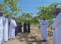 محافظة الظاهرة تفتح آفاقاً استثمارية لزراعة العنب بعد إنتاج 40 طناً
