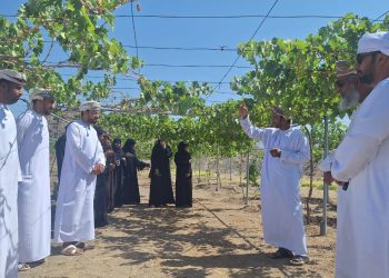 محافظة الظاهرة تفتح آفاقاً استثمارية لزراعة العنب بعد إنتاج 40 طناً