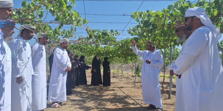 محافظة الظاهرة تفتح آفاقاً استثمارية لزراعة العنب بعد إنتاج 40 طناً