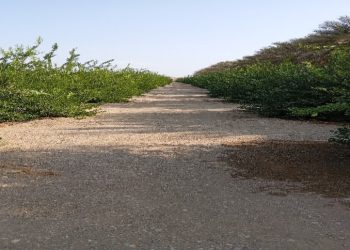 نجاح زراعة 175 فدانًا من الحقول النموذجيّة للفاكهة بشمال الباطنة
