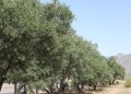 بأكثر من مليون ريال عُماني.. مبيعات زيت الزيتون في ولاية الجبل الأخضر العام الماضي