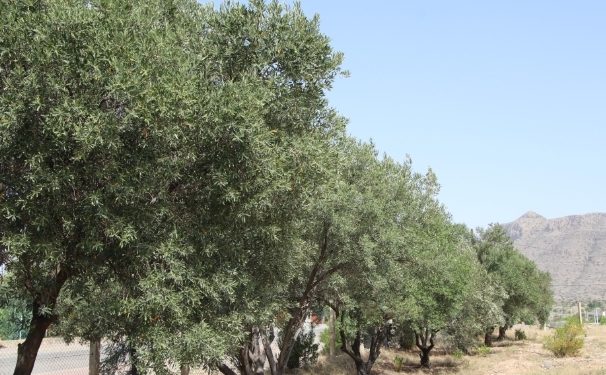 بأكثر من مليون ريال عُماني.. مبيعات زيت الزيتون في ولاية الجبل الأخضر العام الماضي
