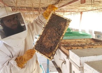 2.1 مليون ريال عُماني.. واردات إنتاج العسل المحلي بسلطنة عُمان