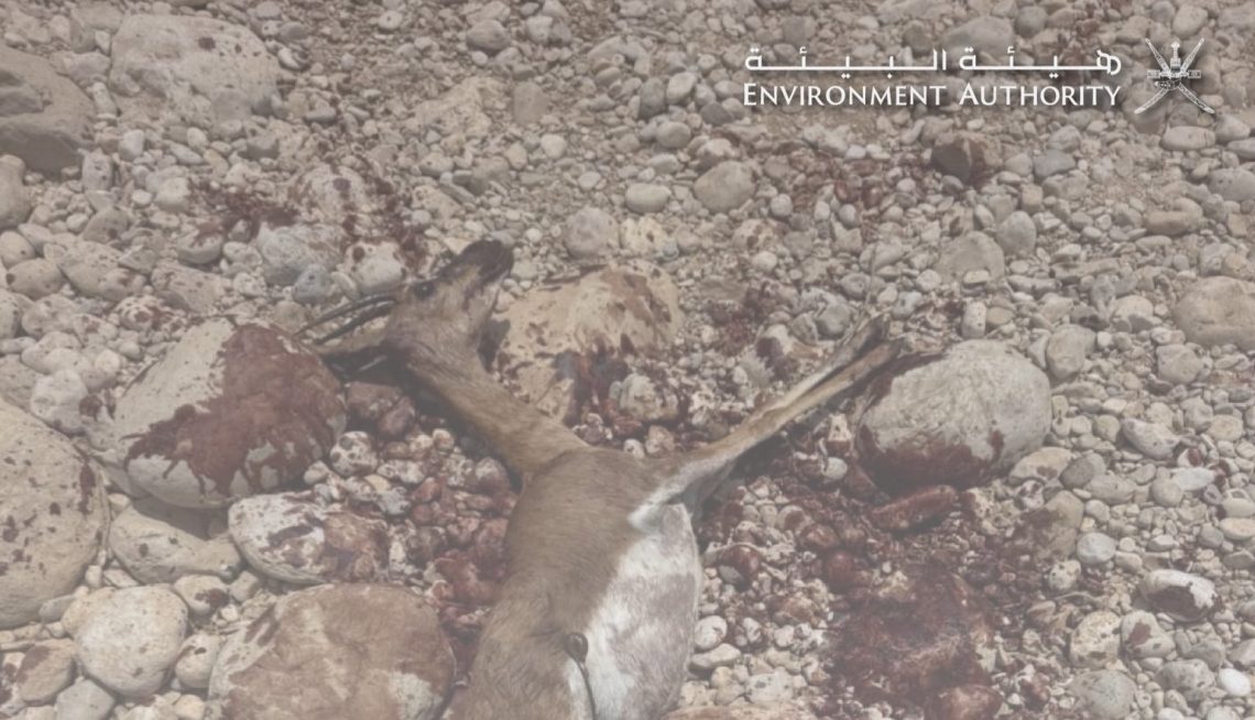 حكم قضائي بسجن مواطنين في قضية صيد حيوان الغزال العربي