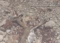 حكم قضائي بسجن مواطنين في قضية صيد حيوان الغزال العربي