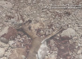 حكم قضائي بسجن مواطنين في قضية صيد حيوان الغزال العربي