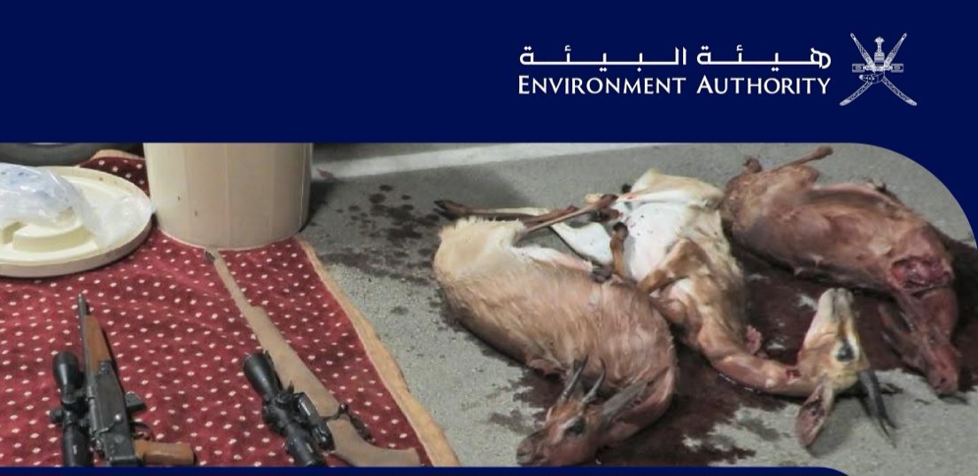 ضبط 3 مواطنين في قضية صيد غزلان عربية